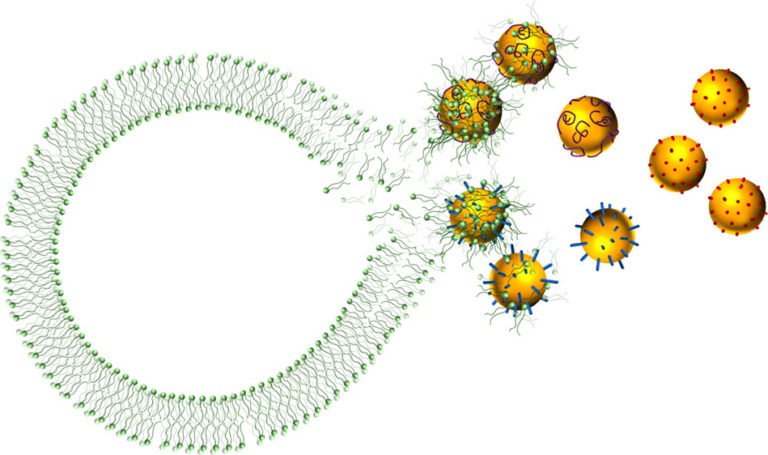 lipid corona meaning