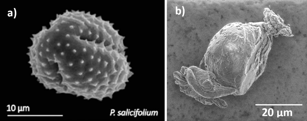 Two black and white microscope images. Left: (a) spiky round blob labeled P. salicifolium with 10 micron scale bar. Right: (b) blob with rough surface and knobby shapes on the end, 20 micron scale bar