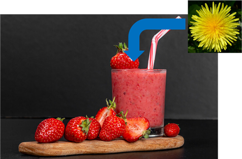 image of strawberry smoothie, with dandelion photo superimposed with arrow pointing into smoothie