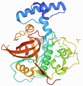 colorful protein ribbon diagram