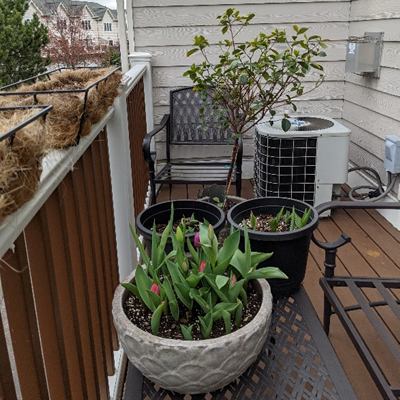 Porch photo with several potted plants
